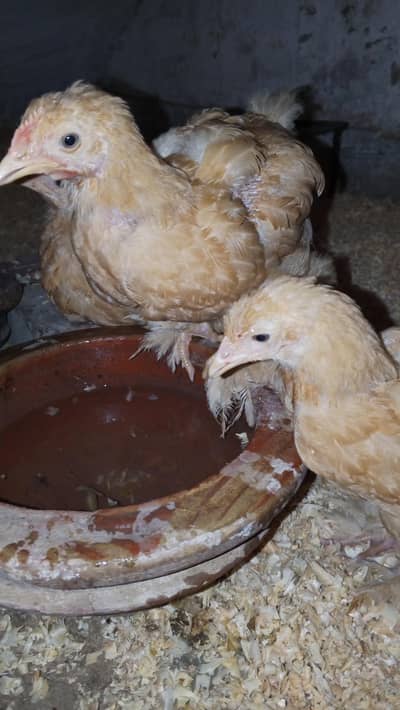 Trio set of golden buff