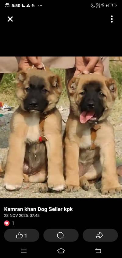 Turkish Kangal dog puppy pair,03051900925