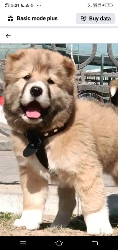 Afghan Kuchi Pair For Sale03051900925