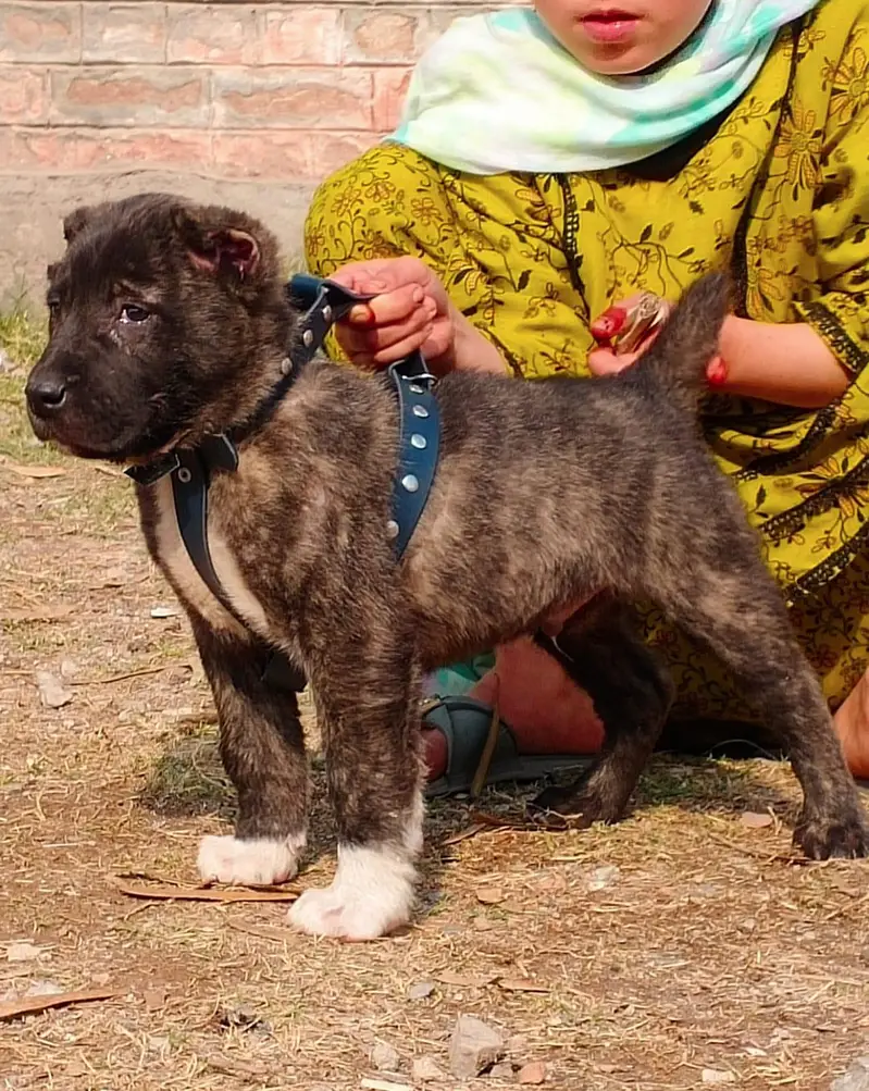 Afghan Kuchi Pair For Sale03051900925 — photo 2