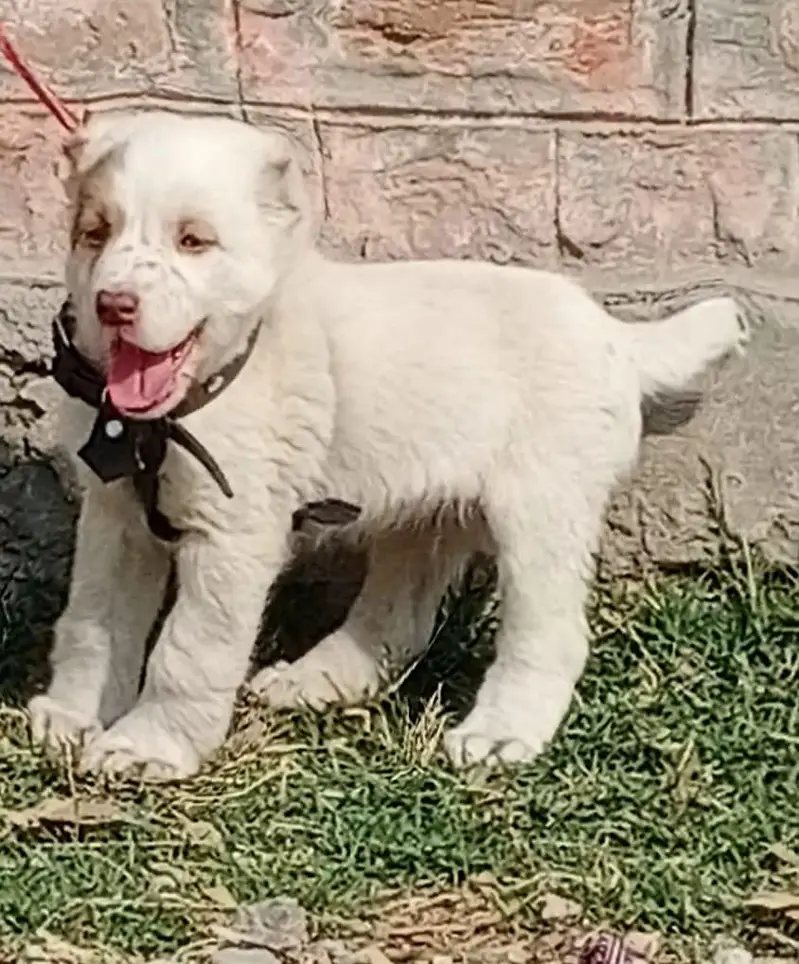 Afghan Kuchi Pair For Sale03051900925 — photo 3
