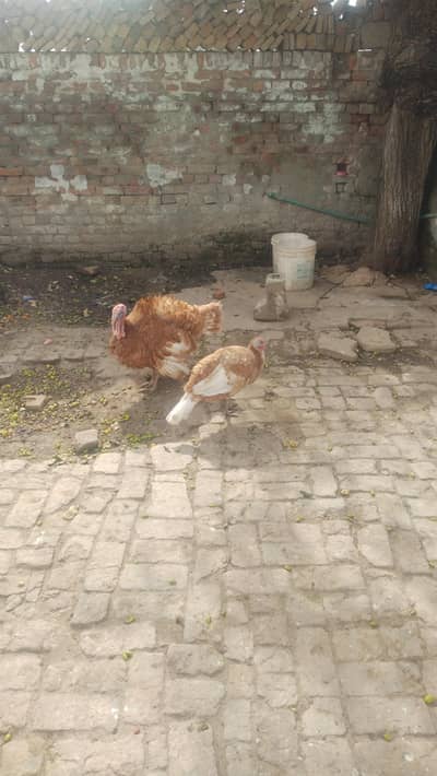 I am selling turkey hens watts 324 5483169