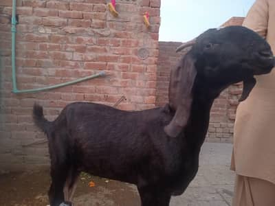 Beetal Bakri  03017505660