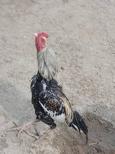 aseel patha for sale