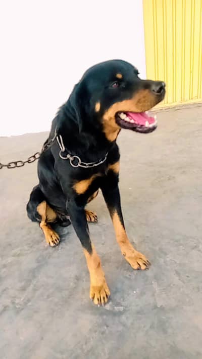rottweiler male dog very healthy & active