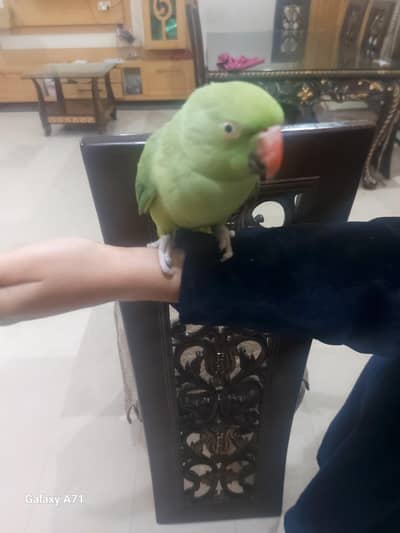 mitho parrots pair 7 months for sale