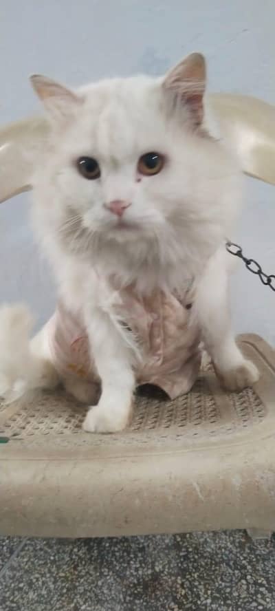 sweet and polite cat