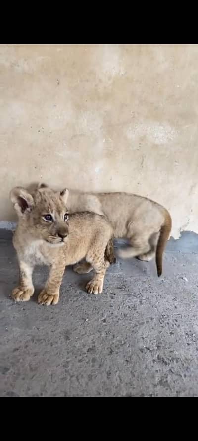 for sale . no delivery lahore