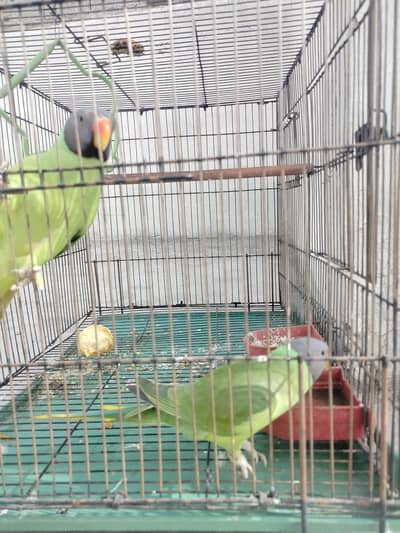 dono bilkul thk hain