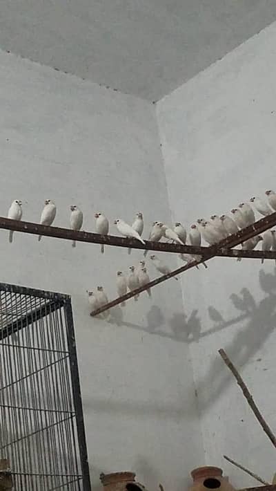 20 pair of white java