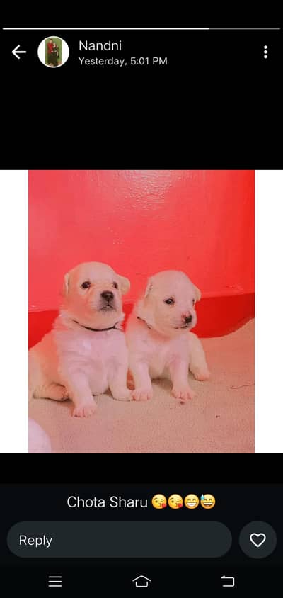Russian puppys for sale