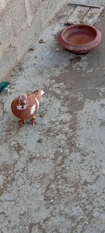 Larte hoe young kabooter