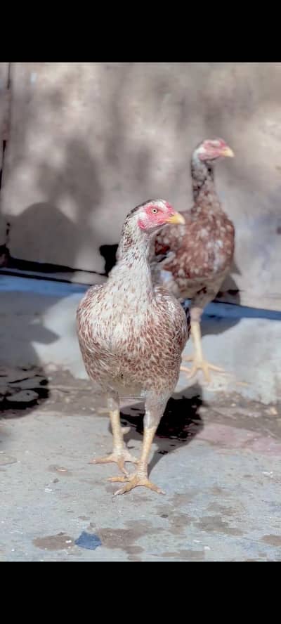 female Ka jora 50000 Ka he or white walo Ka 14000