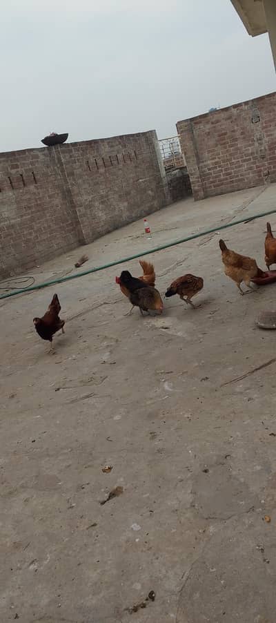 Tata murgi 7 month old daily egg 20 pice han