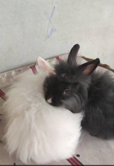 lion head  rabbits  for sale full active and healthy rabbits