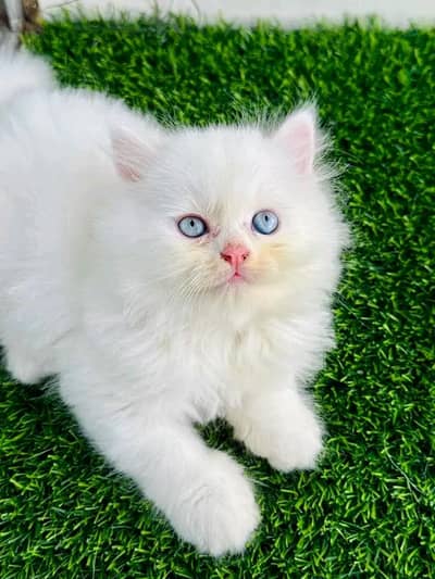 Persian cat for sale my WhatsApp number  0325-15-67-306