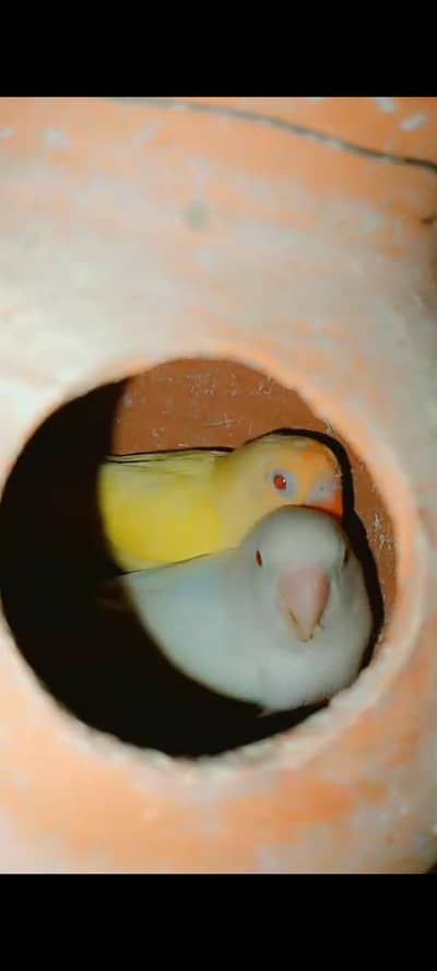 TOP QUALITY ALBINO CREMINO JAVA