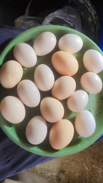 golden buff white Silkie black polish black shamo