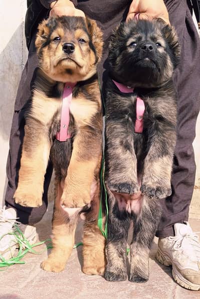 Afghan Kochi / King kurdish kangal pair / Alabai Pair / security Dog