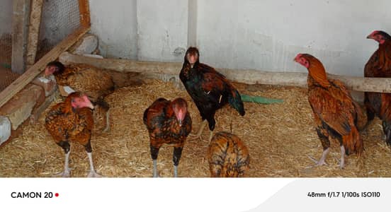 Aseel male and female hens 03218731132 whtsaap number