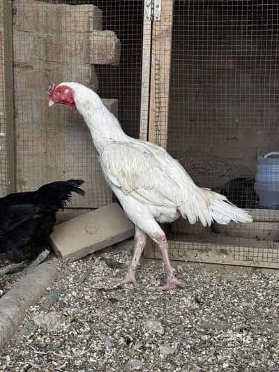 Heera aseel supreme Qualitu Long heighted patha