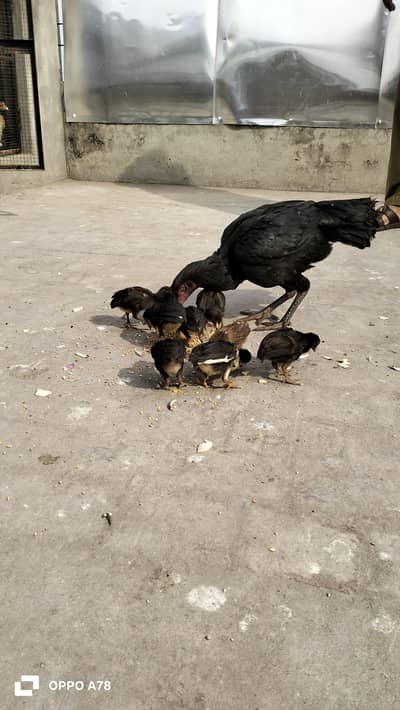 Thai dragon and heera cross chicks available