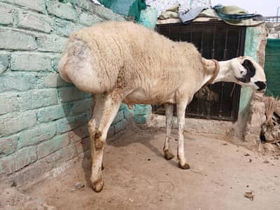 dumba and chahta , mundra