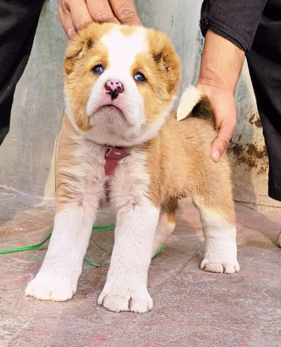 Afghan Kochi / King kurdish kangal pair / Alabai Pair / security Dog