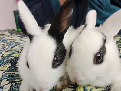 Rabitts baby available male female both