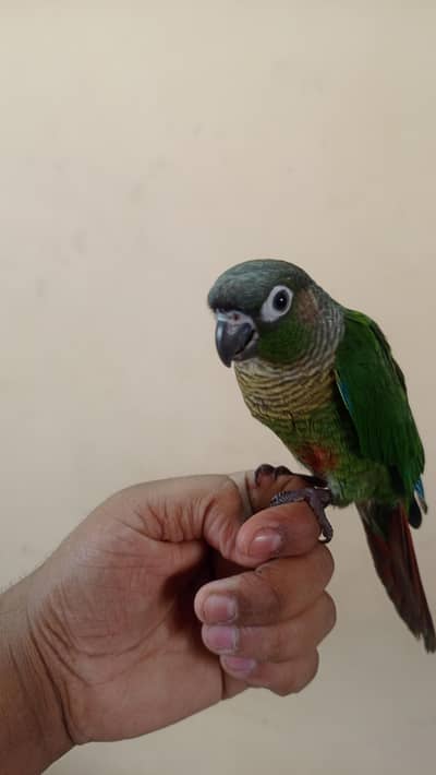 hand tame pineapple conure