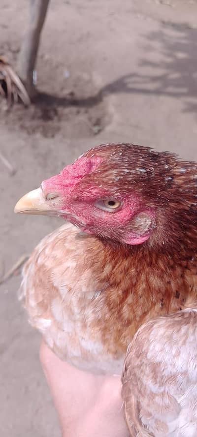 Aseel Pair for Sale Best for Breeding