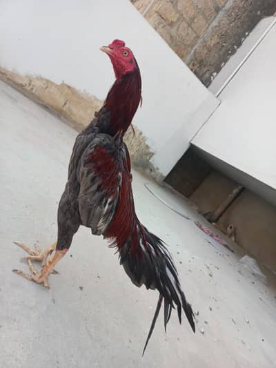 aseel murga for sale