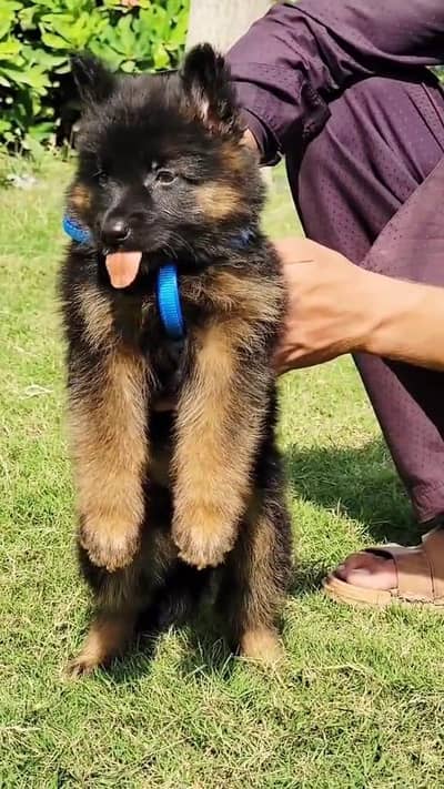 German Shepherd puppy for sale