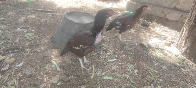 Aseel patthi for sale