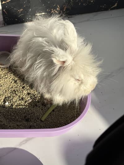 Lionhead angora rabbit (bunny)