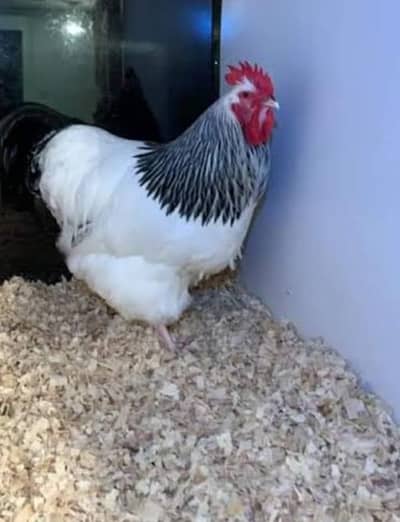 light susex chiks available 4 week