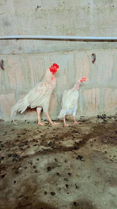 PARROT BEAK PURE HERA PAIR FOR SALE