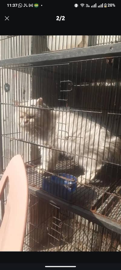 Need money Beautiful Persian Male Cat