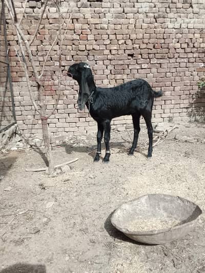 faslabadi bital goat forsell achi higth ma ha