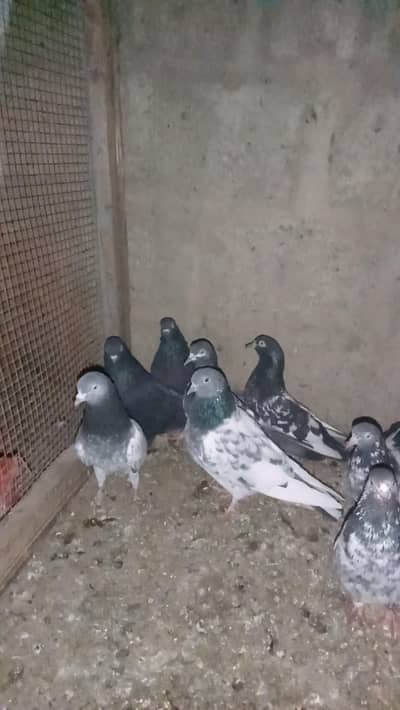 Teddy kabuter four sall