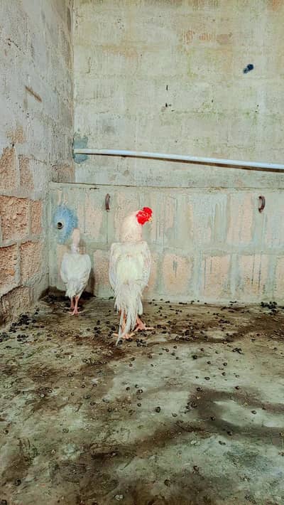 PARROT BEAK PURE HERA MALE FOR SALE