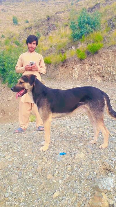 labradar cross german