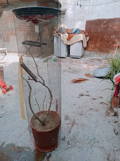 beautiful cage with plant