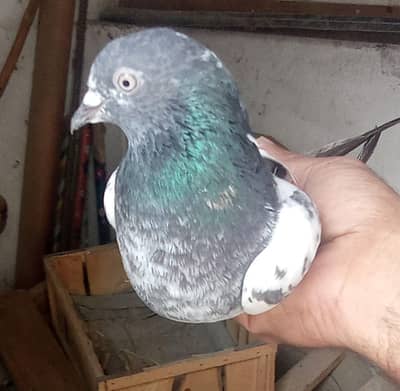 top quality salry teddy madi  03218803012