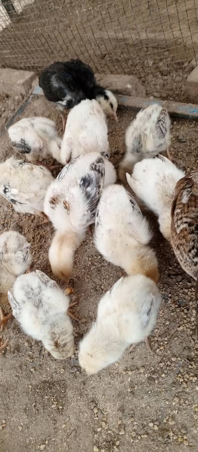 Turkish hint or shamo chiks parents picture lagi han