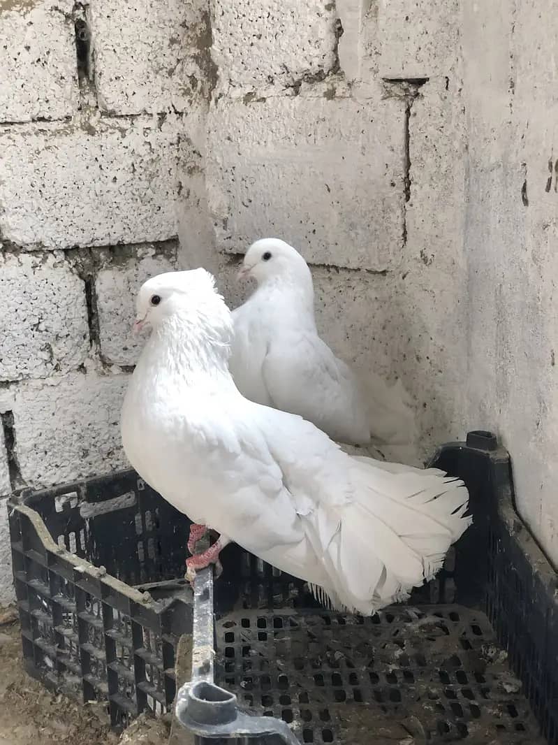 Fancy pigeons 3