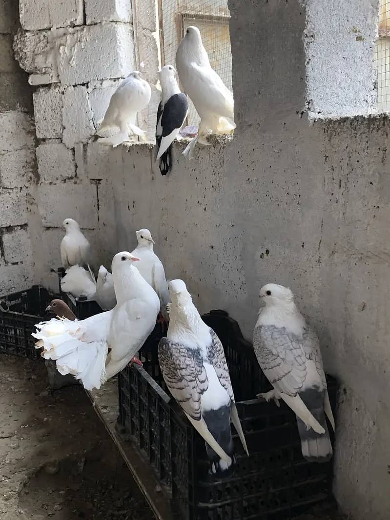 Fancy pigeons 4