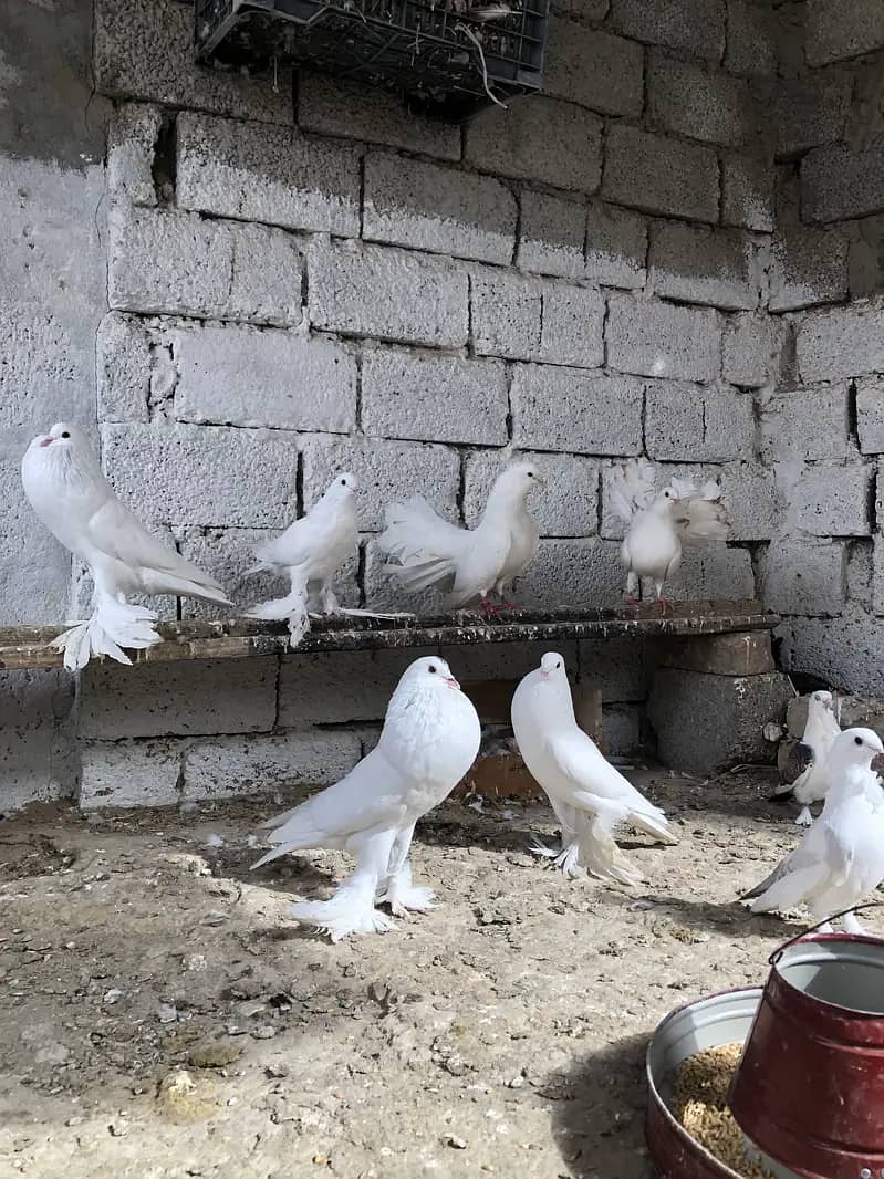 Fancy pigeons 7