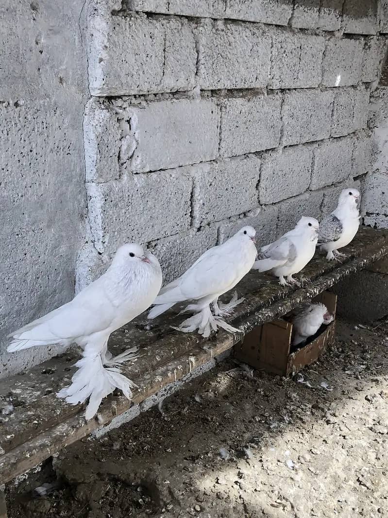 Fancy pigeons 9