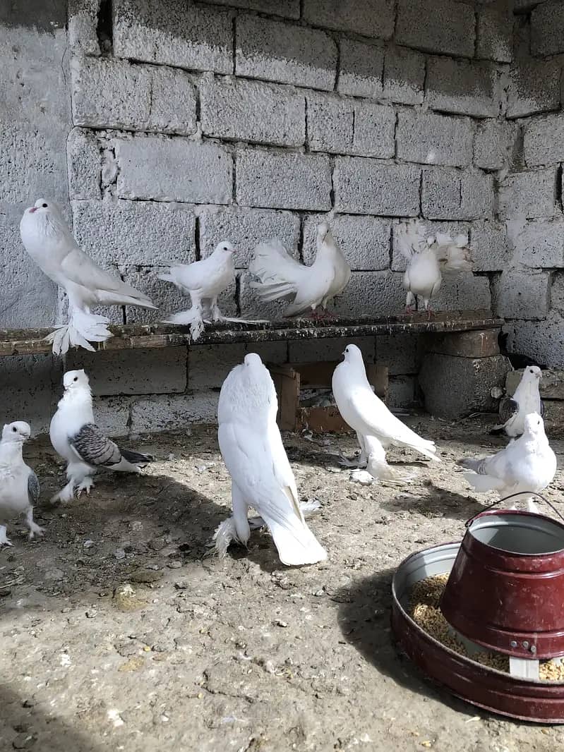 Fancy pigeons 10